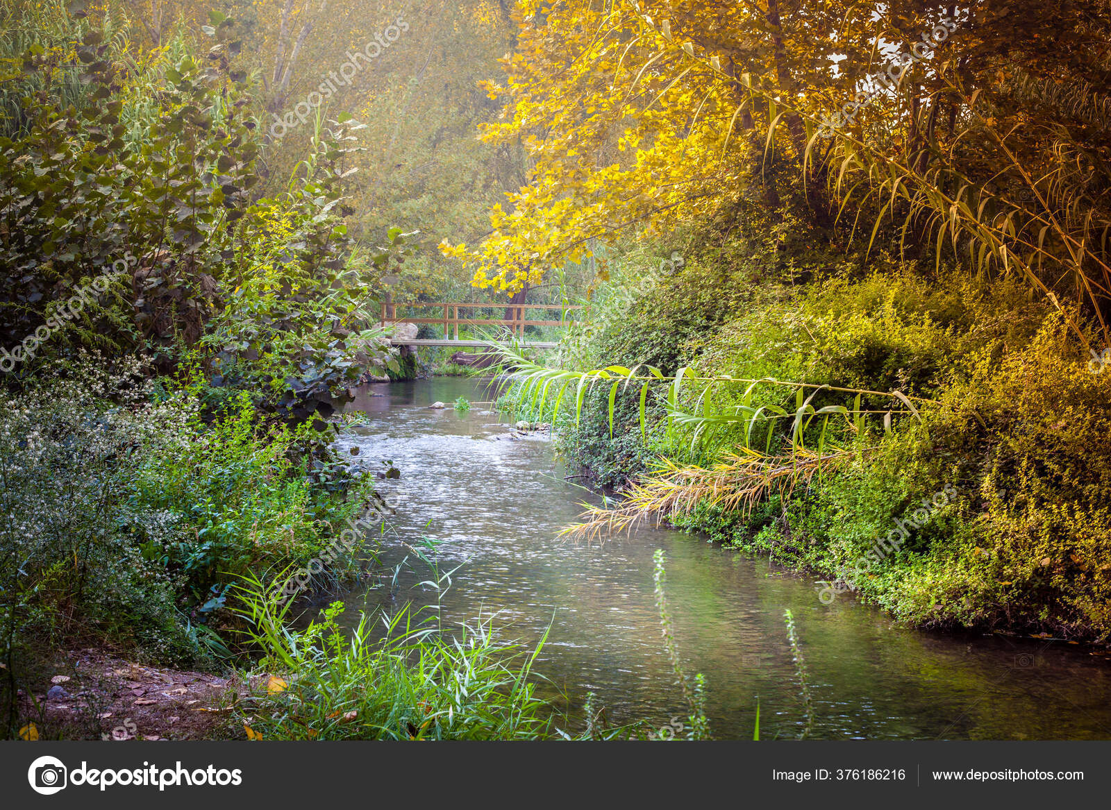 Paysage Naturel Avec Rivi re  Traversant For t Parmi Les 