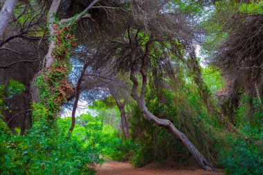 Ağaçlı orman manzarası