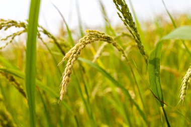 Valencia Albufera 'da pirinç tarlası