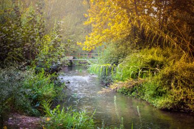 Nehrin ormanı geçtiği doğa manzarası ağaçlar, sazlıklar ve ahşap bir köprünün altındaki bitki örtüsü arasında..