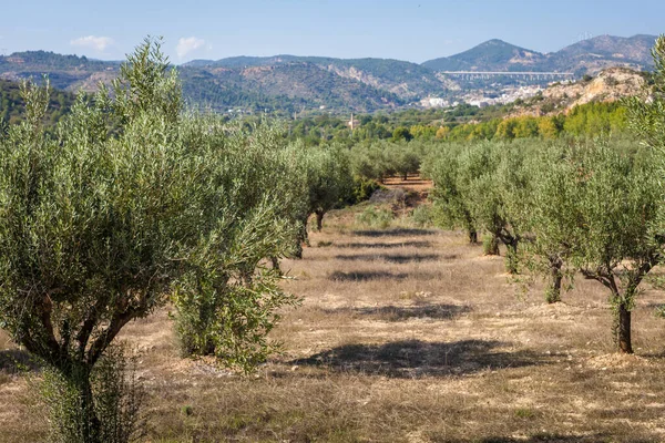 Оливковые Деревья Испании — стоковое фото