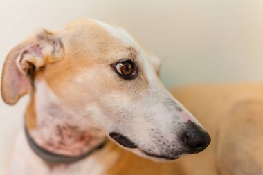 Hafif arkaplanı olan tazı köpeği