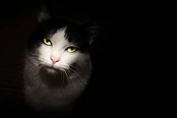 Cat Darkness Isolated Black Background Eyes Penetrating Gaze Space Write — Stock Photo, Image