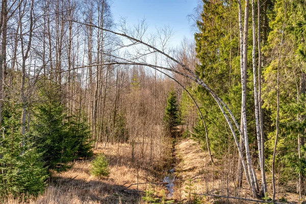 Hermoso Bosque Mixto Primavera Con Árboles Largos Delgados Abedul Que — Foto de Stock