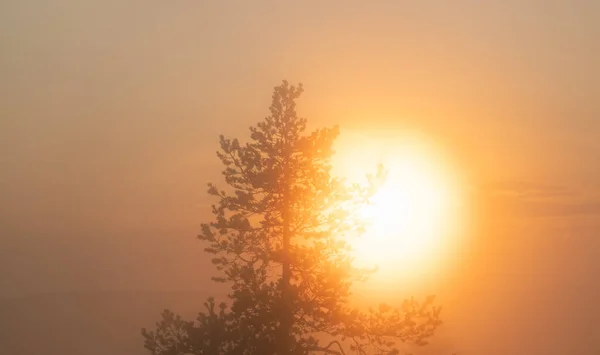 Enorme Sol Macio Brilha Através Floresta Pinheiros Montanha Escandinava Muito — Fotografia de Stock