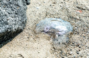 Norveç fiyortlarındaki kuruyan ve ölmekte olan denizanaları Alsta Adası kıyılarındaki yaratıktan başka gelgitler yaşar. Norveç 'in Sandnessoen kasabasına yakın.