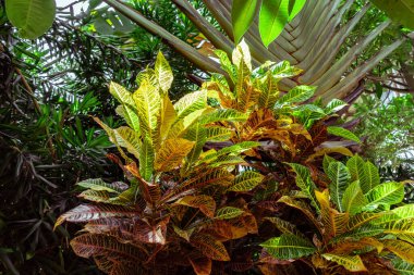 Renkli Croton, Variegated Laurel Croton yapraklarına yakın, Bali 'de bitki, Croton Leaves güzel bir süs ağacı. Renkli Croton Yaprakları. Sarı, yeşil kırmızı Palmiye