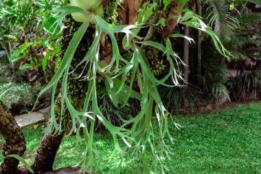 Tropikal Elkhorn tropikal yağmur ormanlarındaki ağacın dalında yetişir. Endonezya, Bali 'de bir ağaçtaki parazit bitkisi.
