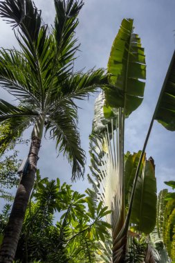 İki palmiye ağacının yan görüntüsü, biri sıradan tropikal diğeri ise yapraklar gibi yelpazeli gezgin avuçlarıdır. Bali, Endonezya