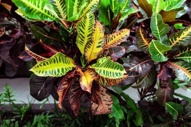 Renkli Croton, Variegated Laurel Croton yapraklarına yakın, Bali 'de bitki, Croton Leaves güzel bir süs ağacı. Renkli Croton Yaprakları. Sarı, yeşil kırmızı bordo.