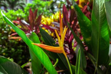 Sarı, genç bir Heliconia tropikal çiçeğine yakından bakın (Heliconia yoğunflora). Endonezya, Bali, tropikal yağmur ormanları.