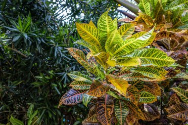 Renkli Croton, Variegated Laurel Croton yapraklarına yakın, Bali 'de bitki, Croton Leaves güzel bir süs ağacı. Renkli Croton Yaprakları. Sarı, yeşil kırmızı bordo.