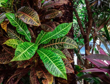 Renkli Croton, Variegated Laurel Croton yapraklarına yakın, Bali 'de bitki, Croton Leaves güzel bir süs ağacı. Renkli Croton Yaprakları. Sarı, yeşil.