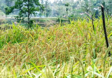 Yakın görüş, tropikal vadideki teraslarda yetişen yeşil pirinç, birçok palmiye ağacı - kış zamanı, Bali 'de daha soğuk ve daha yağışlı mevsim