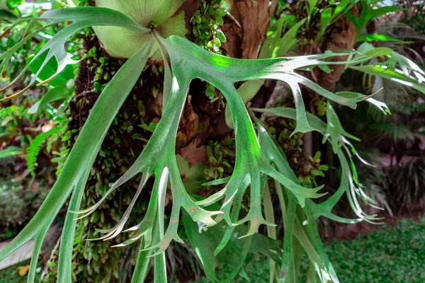 Primo Piano Una Felce Stagno Platycerium Tropicale Elkhorn Cresciuto Sul — Foto Stock