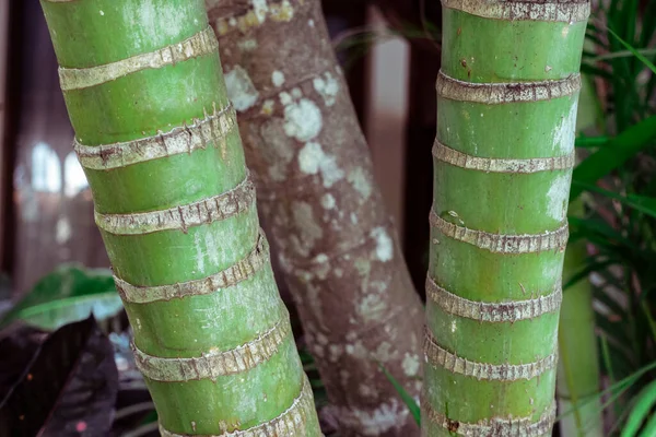 Close Foto Três Árvores Bambu Bastante Antigas Dois São Verdes — Fotografia de Stock