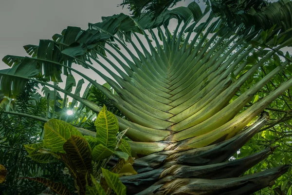 Dos Palmeras Viajero Con Abanico Como Hojas Selva Tropical Una —  Fotos de Stock