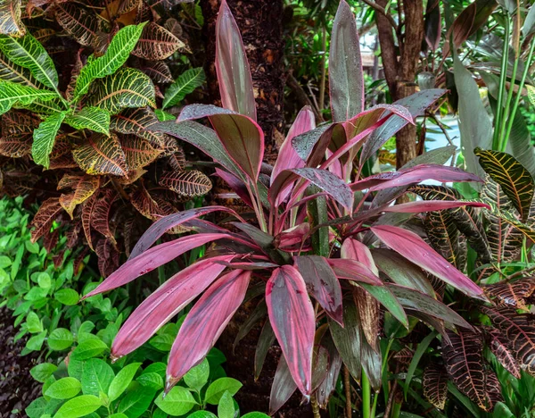 Süslü tropikal bitki kordikal mor prens Bali Endonezya yağmur ormanlarında, pembe yapraklı cordiline fruticosa.