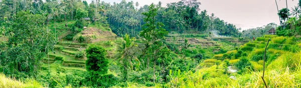 Vista Panorámica Del Valle Tropical Con Terrazas Escalonadas Arroz Amarillo — Foto de Stock