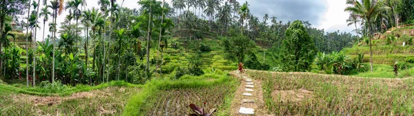 Panorama View Tropical Valley Dried Yellow Rice Stepped Terraces Autumn — Stock Photo, Image