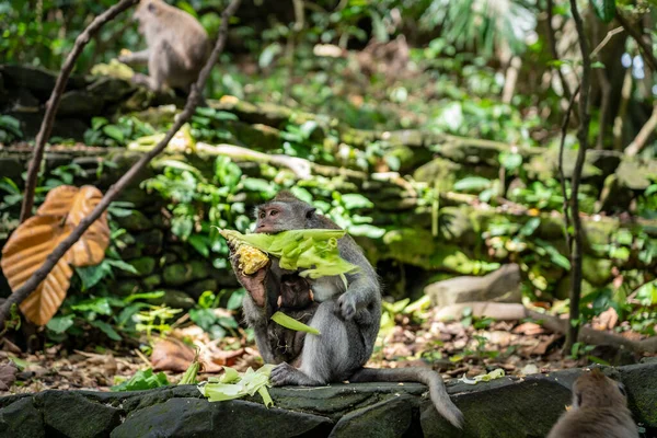 Maymun maymunun göbeğinde küçük bir bebekle yakın plan fotoğrafını çek. Anne mısır yiyor (mısır). Bali