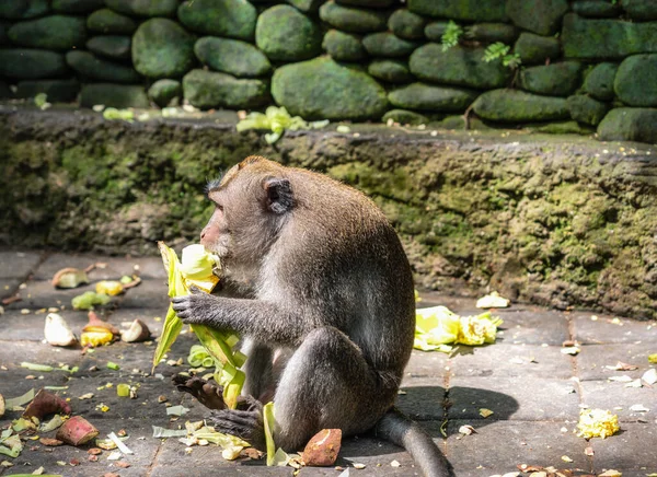 원숭이의 마카가 옥수수를 원숭이의 안식처인 옥수수를 — 스톡 사진