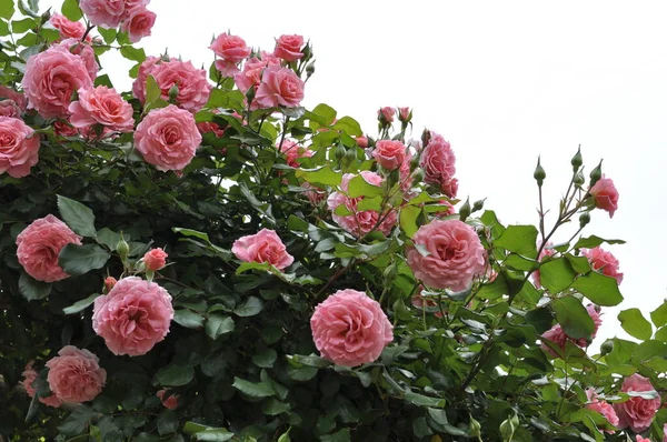 Büyük pembe gül çalısı