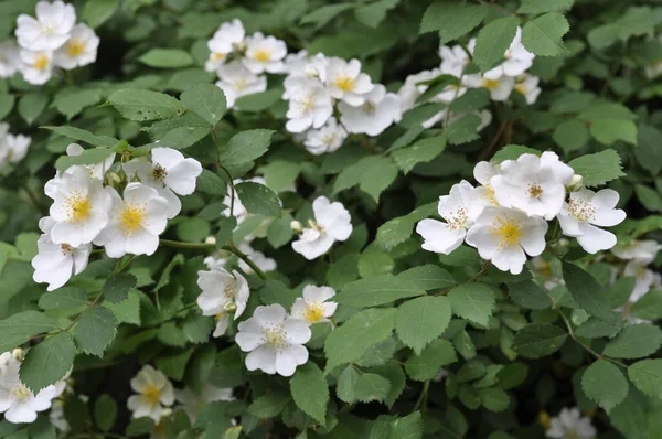 Çalı beyaz gardenya. Gardenya yaseminoidleri. 