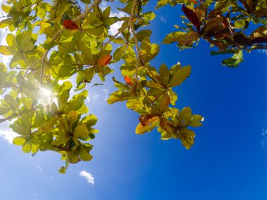 Tropikal plaj ararken