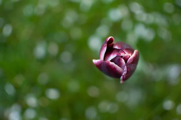 Dunkel Lila Blühende Tulpenblume Auf Verschwommenem Frühlingsgras Hintergrund — Stockfoto