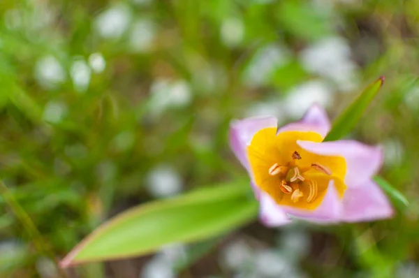 Amarelo Roxo Flor Tulipa Florescendo Fundo Grama Mola Borrada — Fotografia de Stock