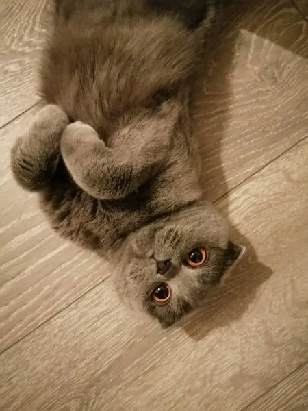 British Beautiful Cat Lying Floor — Stock Photo, Image