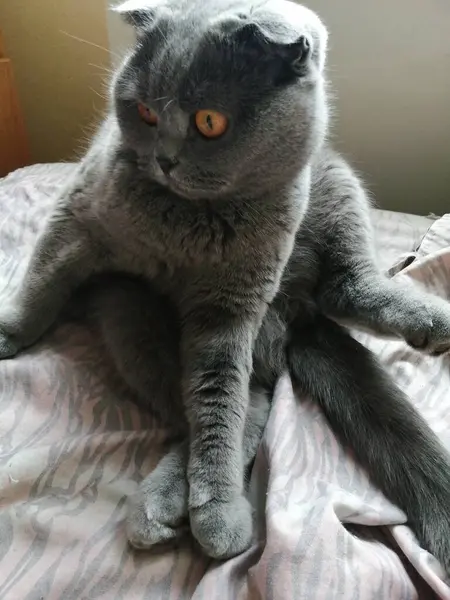 British Beautiful Cat Sitting — Stock Photo, Image