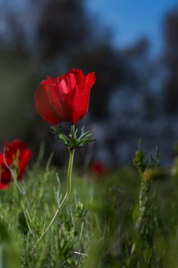 İsrail Güney 11.2.2020 