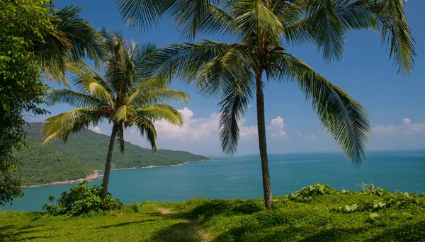 Da nang vietnam 21.10.19 tatil yeri Palmiye ağaçlarının mükemmel manzarası deniz manzarası