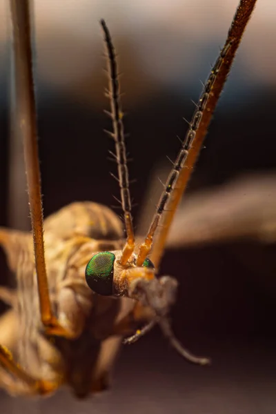 2020 Grue Tipula Israël Sud Voler Extrême Gros Plan Regard — Photo