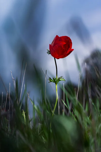 Israël Sud 2020 Fleur Coronaire Anémone Rouge Kalanit Pendant Festival — Photo