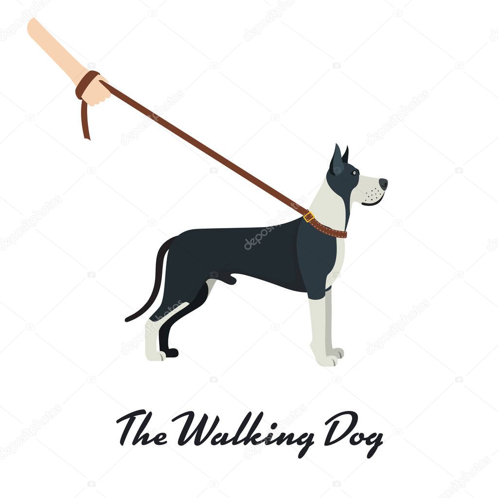 Great Dane with a leash - on white background. Vector illustration