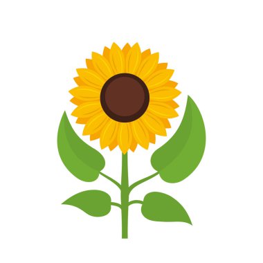 Beyaz arkaplanda izole edilmiş ayçiçeği