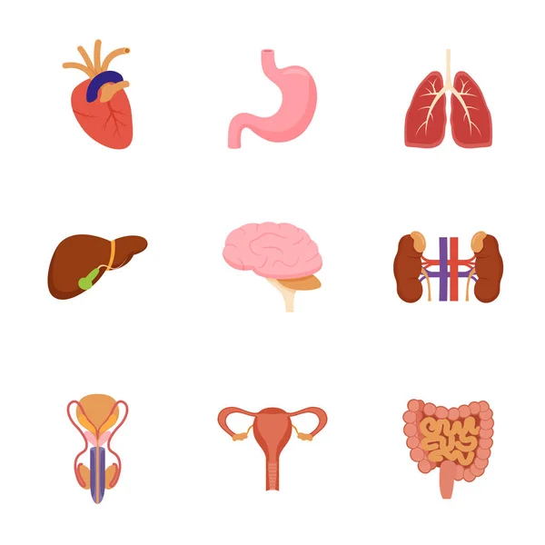 Ensemble d'organes humains internes — Image vectorielle