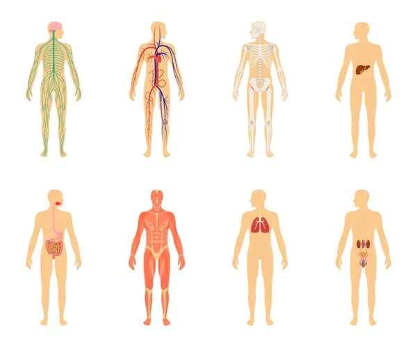 Anatomie humaine. Jeu d'illustration vectorielle isolé sur fond blanc . — Image vectorielle