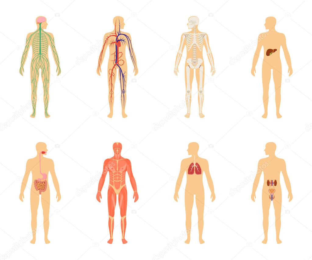 Human anatomy. Set of vector illustration isolated on white background.