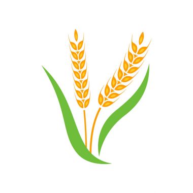 Beyaz arka plan üzerinde izole buğday arpa spike sarı.