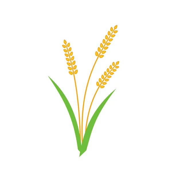 Wheat barley spike yellow isolated on white background. — Stock Vector