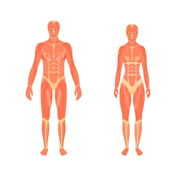 Ilustrace mužských a ženských svalového systému — Stockový vektor
