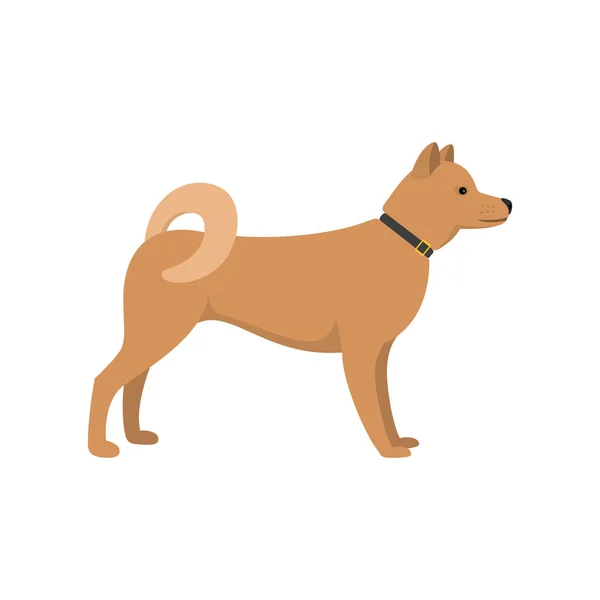 Akita Inu - Ασιατική ράτσα σκύλου — Διανυσματικό Αρχείο