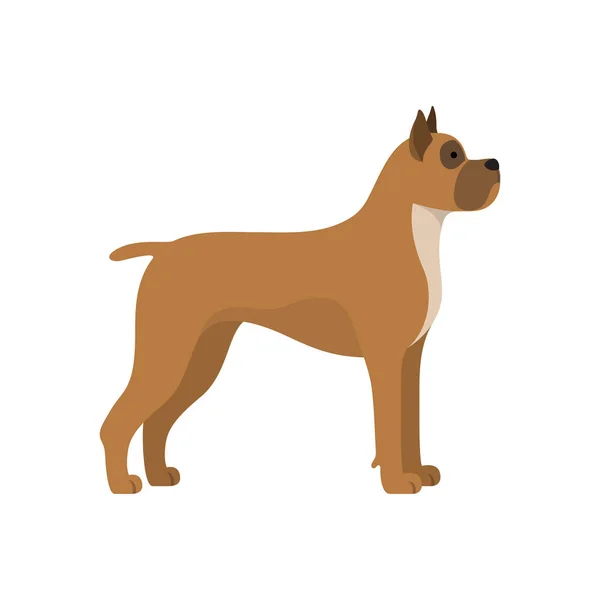 Raza boxeadora perro — Vector de stock