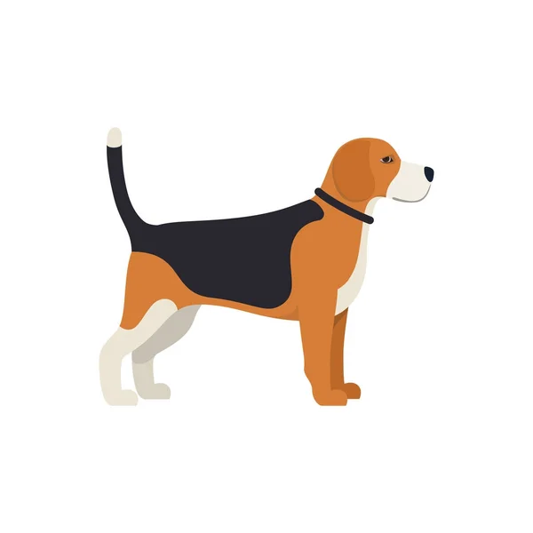 Beagle kutya - vektor színes illusztráció — Stock Vector