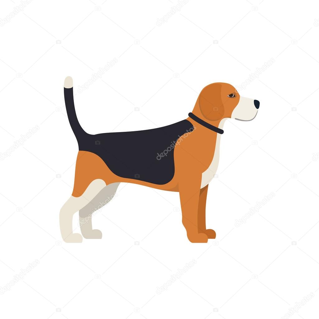 Beagle Dog - Vector color illustration