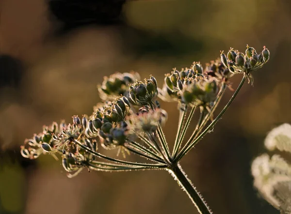 Backlight algenbloem in weiland warm zonsondergang licht met een selectieve focus en een ondiepe scherptediepte. — Stockfoto